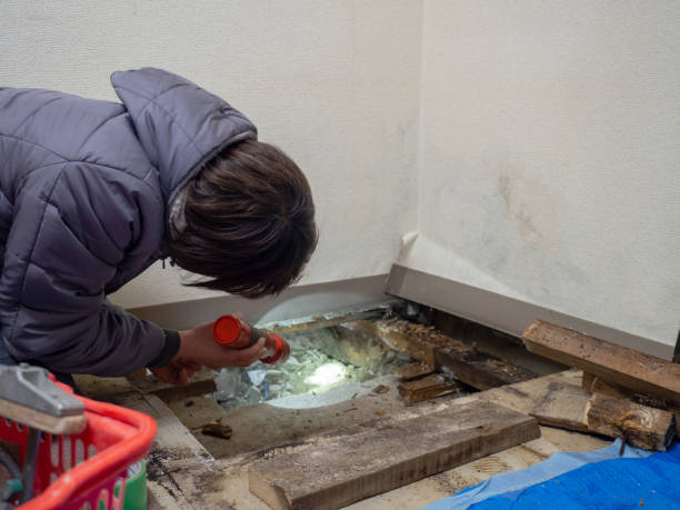 Best Basement Mold Removal  in Lodi, WI